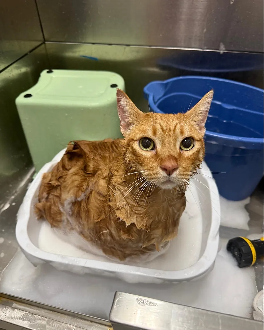 A ginger cat sitting calmly in a basin during a bath at the salon.