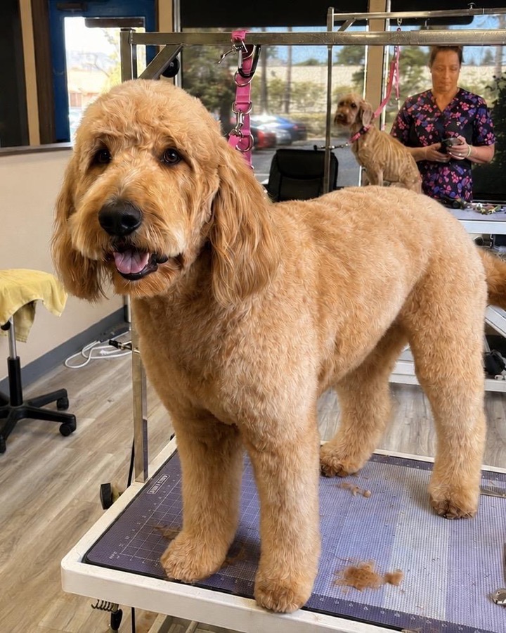 A goldendoodle standing on the grooming table inside the salon, with a groomer at work behind.