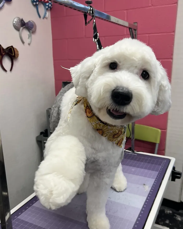 A white doodle freshly groomed on the table, wearing a bandana.