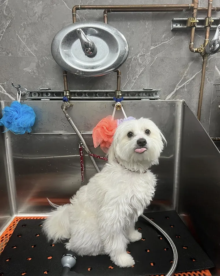 A small white dog freshly washed and blown out in the grooming tub.