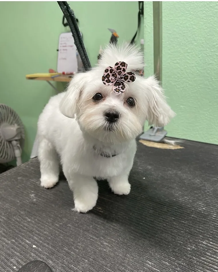 A small white dog with a neat face trim and a bow on its head.