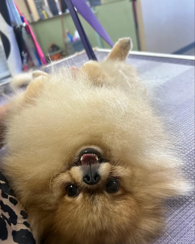 A pomeranian brushed out into a full fluffy coat.