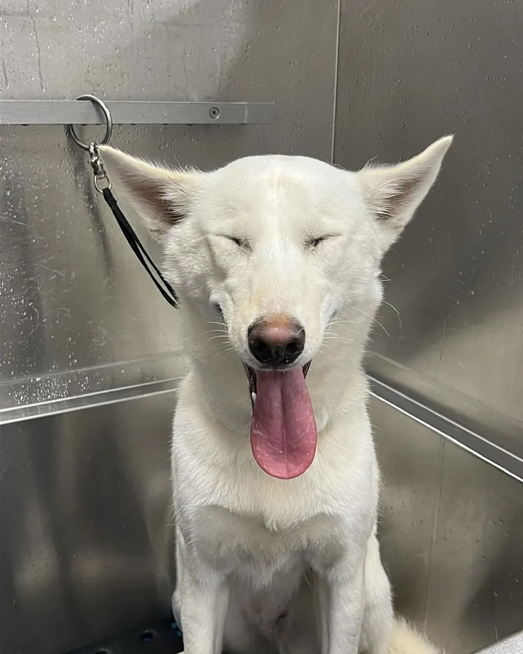 A white shepherd enjoying a bath in the stainless tub, tongue out.