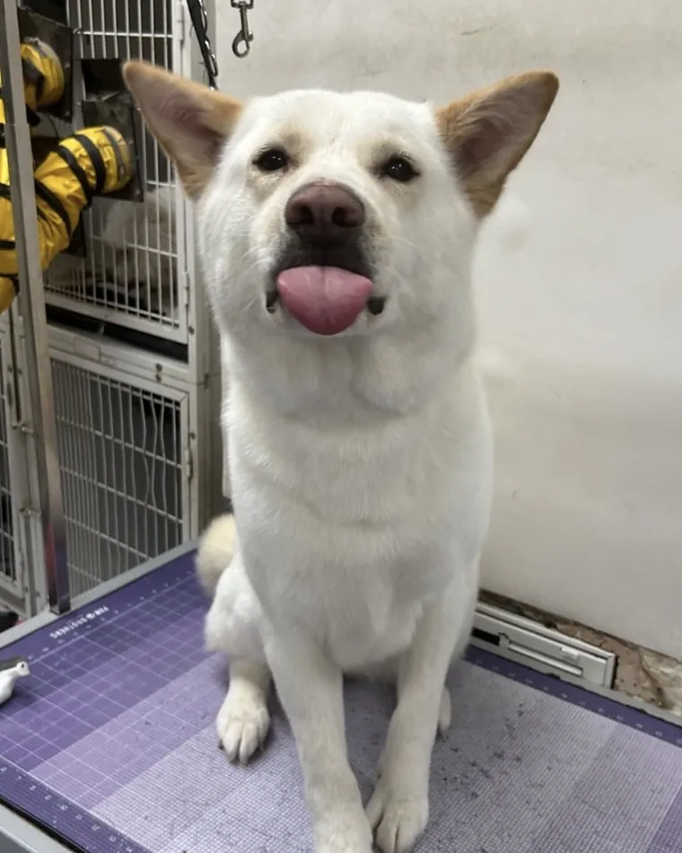 A white shepherd sitting happily on the grooming table after a groom.