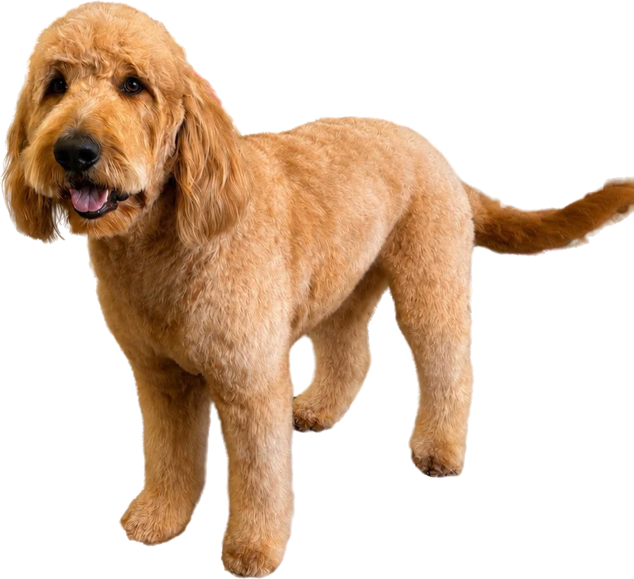 Hank, a freshly groomed goldendoodle, standing on the grooming table after his cut.