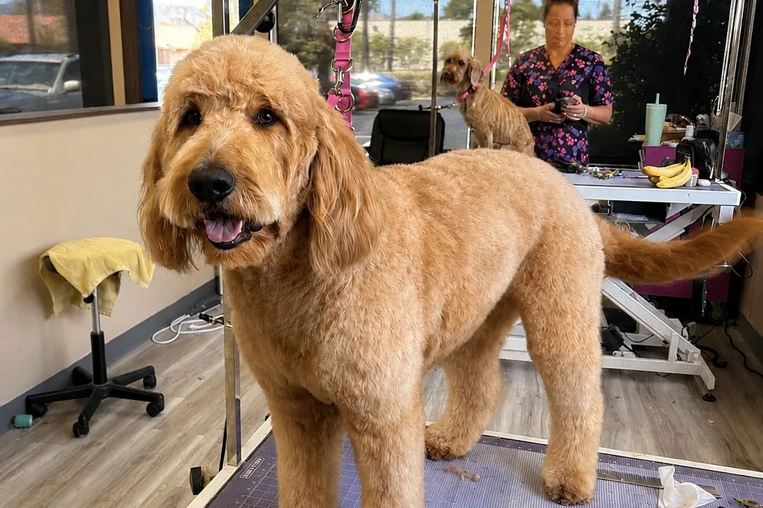 Inside the salon: a groomed golden doodle standing on the grooming table with the shop behind.
