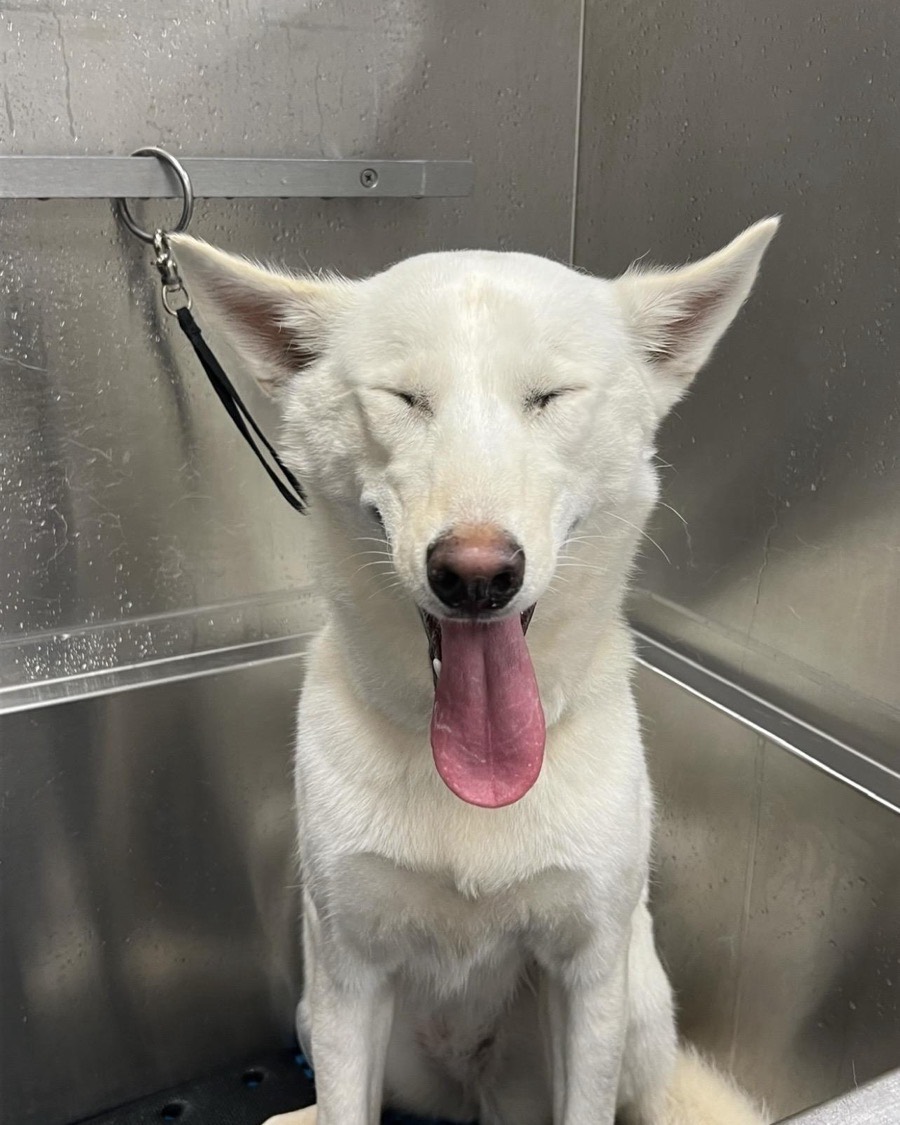 A happy white dog sitting in the stainless steel wash tub at the salon.