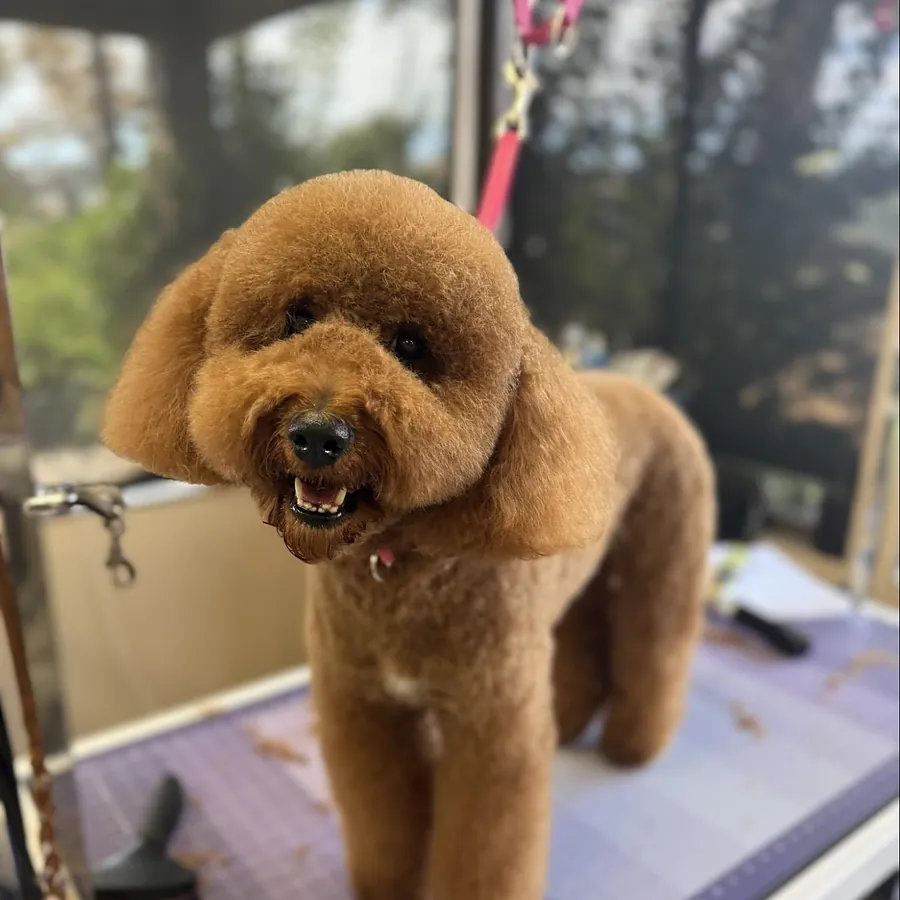 An apricot poodle on the grooming table with a hand-scissored rounded head and clean finish.